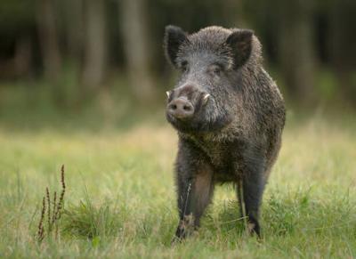 Wild Hog Management Workshop to be held in Hale County