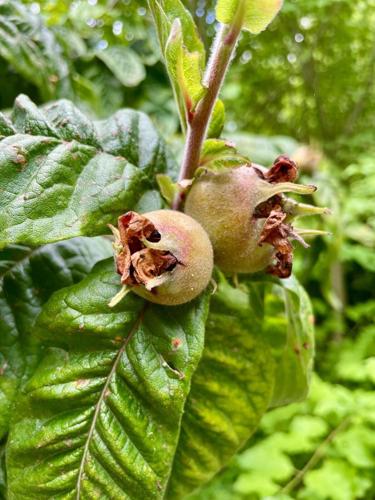 Rare fruit tree not seen since 1950s discovered growing in Middlesbrough