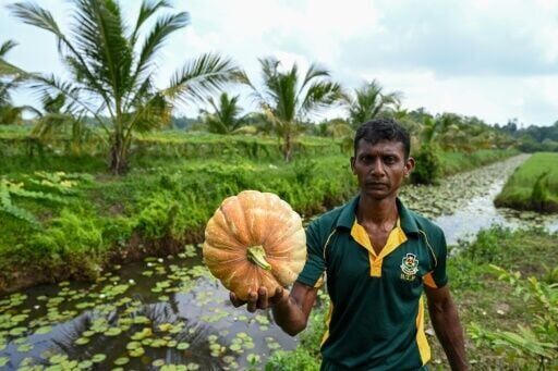 Salt of the earth: Pilot project helping reclaim Sri Lankan farms
