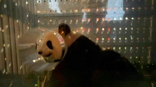 After 13 years in France, the pandas are on their way back to China, already home to the eldest of their offspring, Yuan Meng