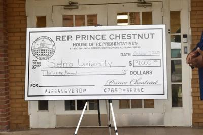 Prince Chestnut check