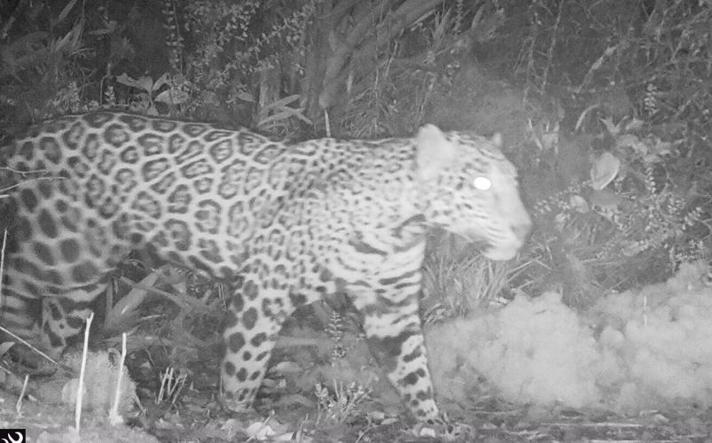 ‘Cloud jaguar’ spotted in Honduran mountains – for the first time in ten years