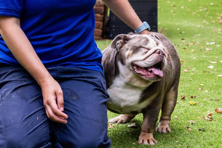 Massive 32kg dog weighing same as baby hippo sheds pounds and gets new home