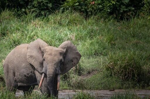 Gabon forest elephant forays into villages spark ire