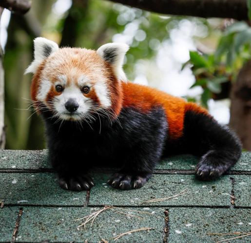 SWNS_REDPANDA_PRIYA_002_140065