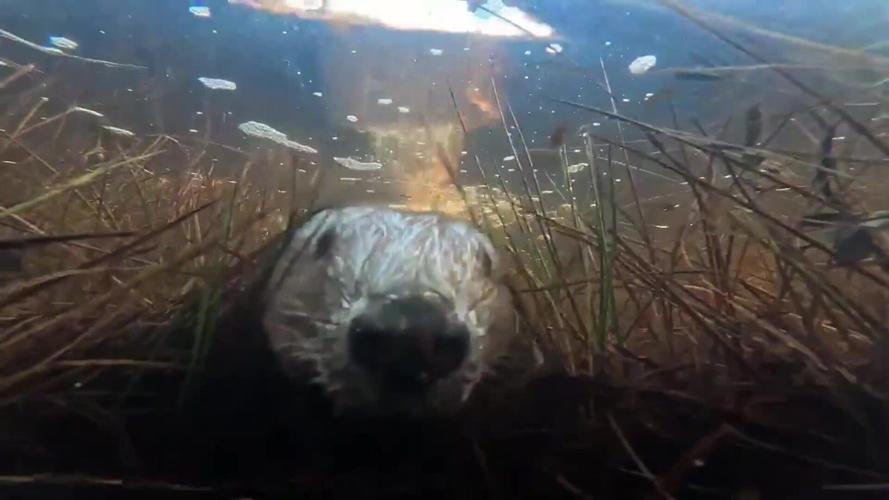 Beaver’s underwater selfie after camera’s installed at UK’s largest national park
