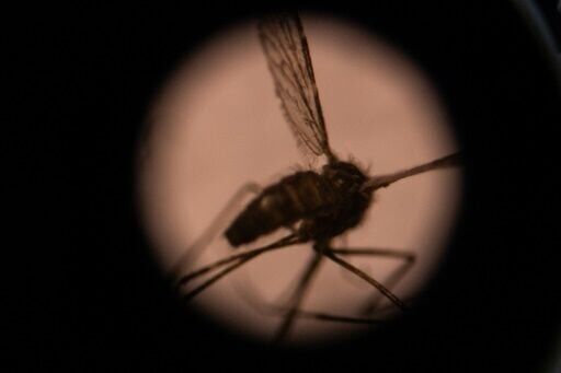 Malaria deaths soar in shadow of Ethiopia conflict