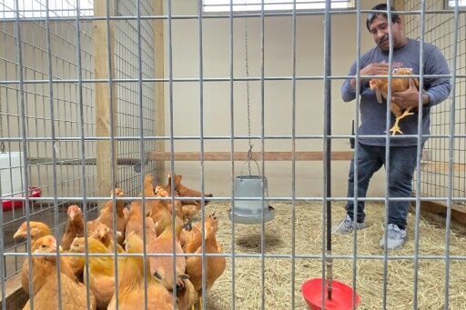 Facing egg shortage, Americans bring chickens home to roost
