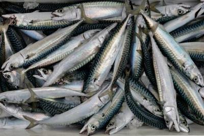 From nearly 13 million tons in 2014, the biomass of spawning-age mackerel has plummeted to less than 3 million tons in 2025