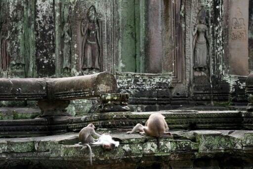 YouTubers causing monkeys to attack tourists at Cambodia's Angkor Wat