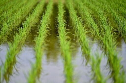 Rice prices Japan's hot political issue, on and off the farm