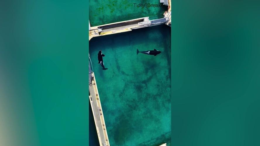 Free Willy star pleads to save orcas from crumbling French marine park