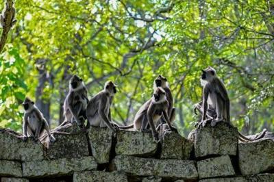 Monkey business delays Sri Lanka's wildlife survey
