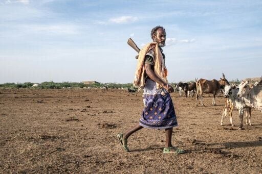 The tree's pods are said to make cows sick, blocking their mouths and stomachs and killing some