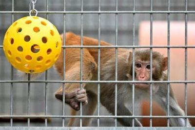 Rhesus macaques are widely used in biomedical research