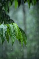 MIT study finds plants can hear rain, and it makes them grow faster