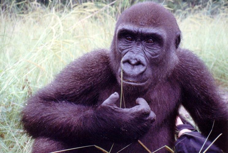 One armed gorilla twice rescued from snares becomes mum in 30s