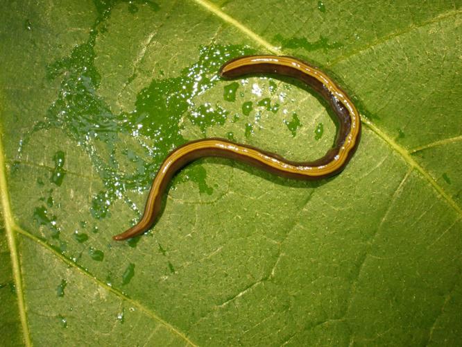 Dogs and cats helping to spread an invasive species, reveals study