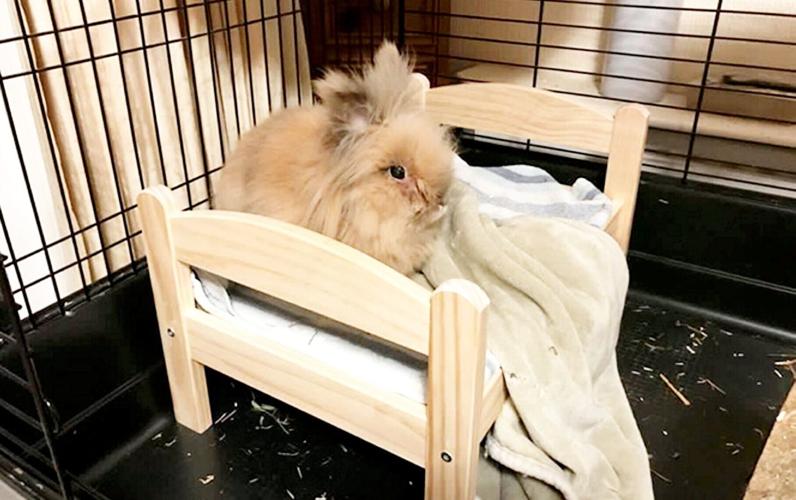 World’s oldest rabbit crowned in Surrey