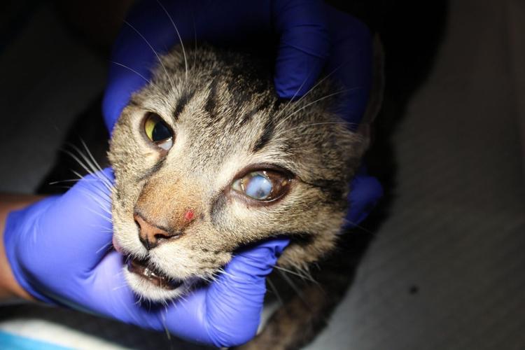 SWNS_ANIMAL_RESCUE_02_146298