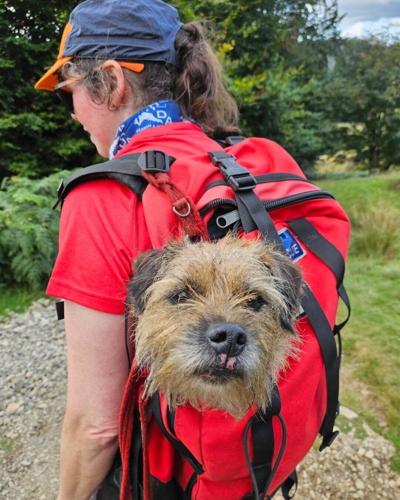 Dog rescued after three weeks lost on Lake District mountain