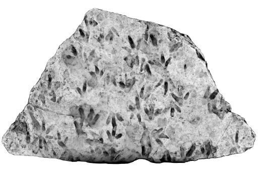 Trove of dinosaur footprints found at Australian school