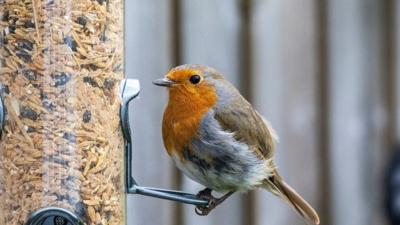 Most commonly seen birds in Alabama