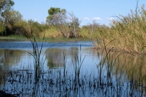 Once-dying Mexican river delta slowly nursed back to life