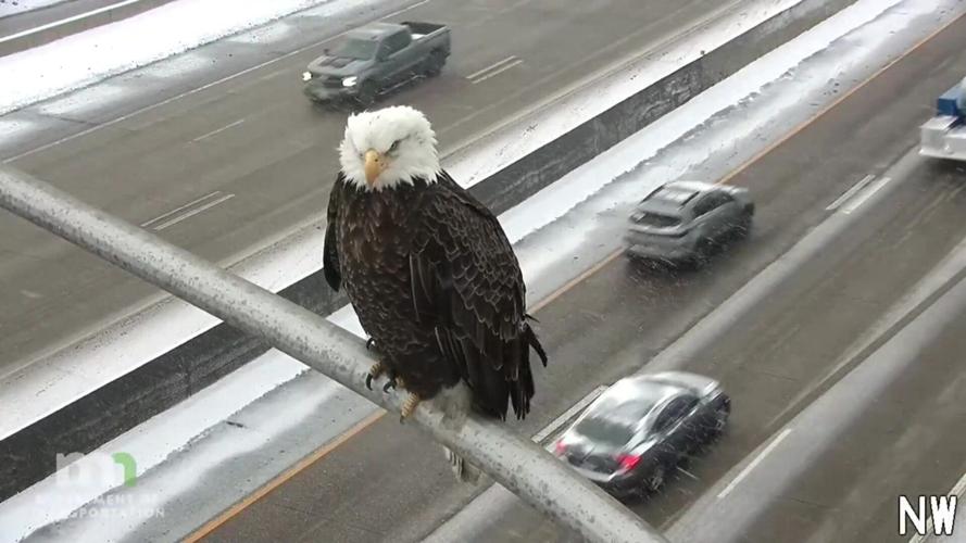 Incredible traffic cam video captures eagle-eyed observer of passing cars