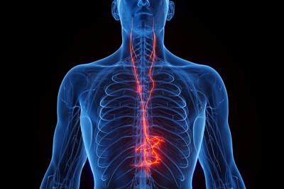 The vagus nerve, which carries information between the brain and heart, lungs and other organs, might regulate the activity of a tiny brain region called the locus coeruleus.