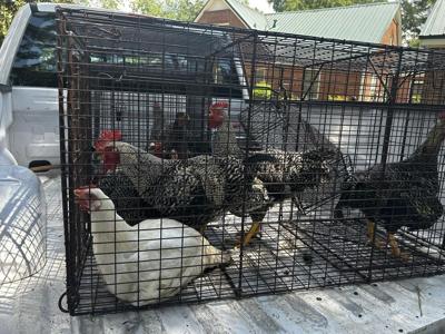 Confiscated chickens from Selma