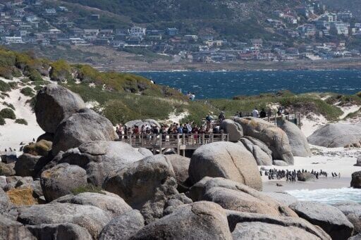'Critically endangered' African penguins just want peace and food