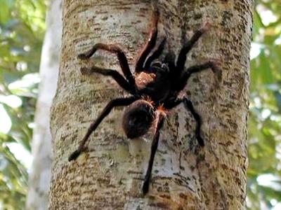 tarantula_featured