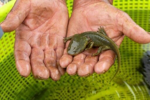 Mexican fishermen join fight to save extraordinary amphibian