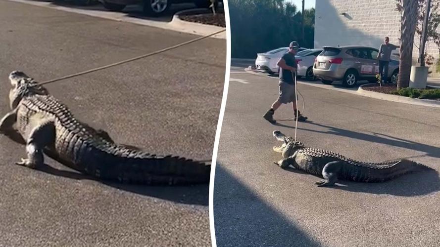 10-foot-long-al–1471551