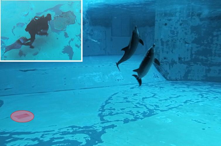 Dolphins “speak” more when they’re learning new skills