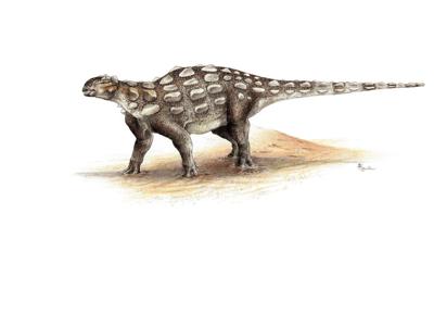 Footprints of armored dinosaurs with tail clubs identified for first time