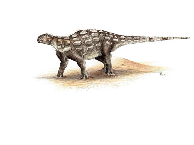 Footprints of armored dinosaurs with tail clubs identified for first time