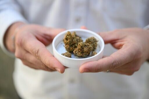 High times for German cannabis firm amid medical boom