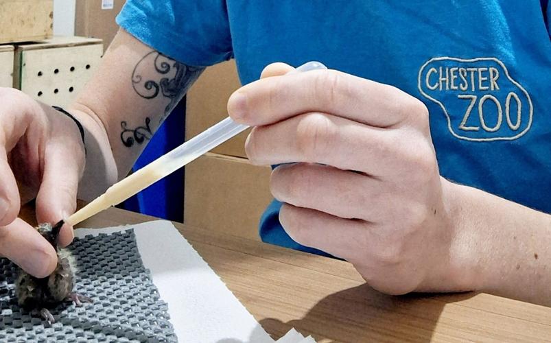 UK zoo experts help hatch three of the world’s rarest birds