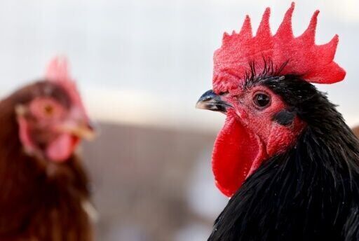 'Knocking on our door': Experts warn of bird flu's pandemic threat