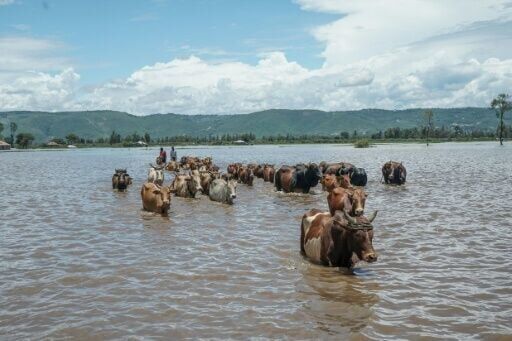 A herder guides cattle through a flooded zone in western Kenya