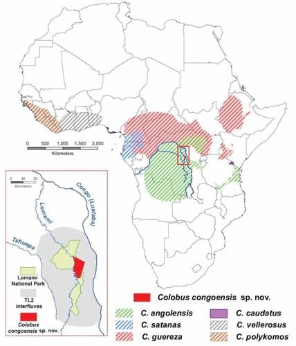 New species of monkey with unusual orange lips discovered in African rainforest