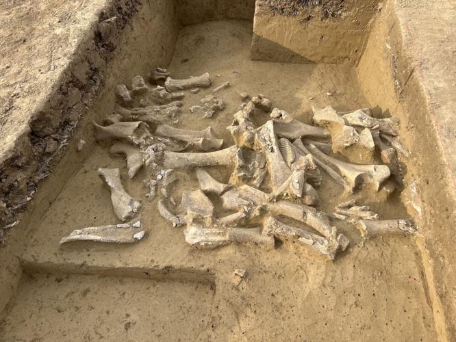 Cavemen targeted female mammoths, suggests new research