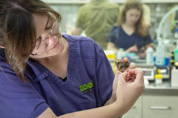 Dozen critically endangered mountain pygmy possums successfully bred
