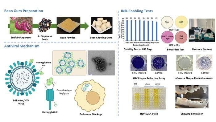 Flu’s spread “could be reduced by antiviral chewing gum made from beans”