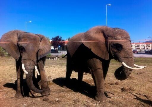Julie (left), Portugal's last performing elephant, is to leave her circus for a sanctuary in the south of the country