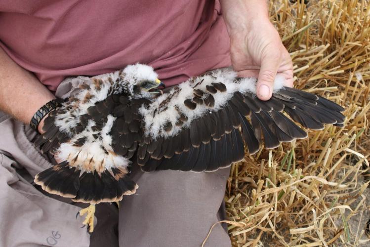 UKs rarest breeding bird raises chicks at secret location for second year running