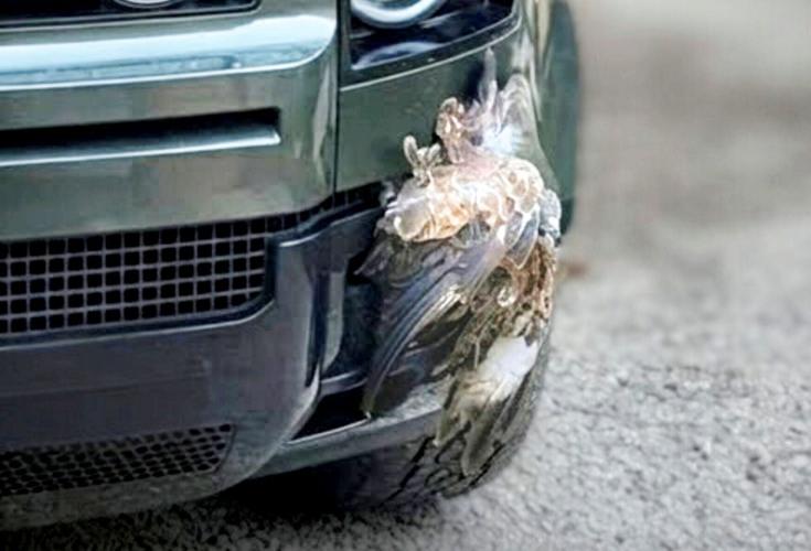 Shocking photos show buzzard wedged in bodywork of car after being hit