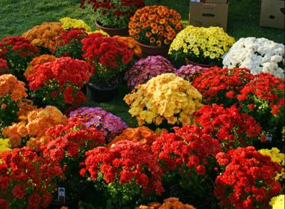 How to not kill your mums